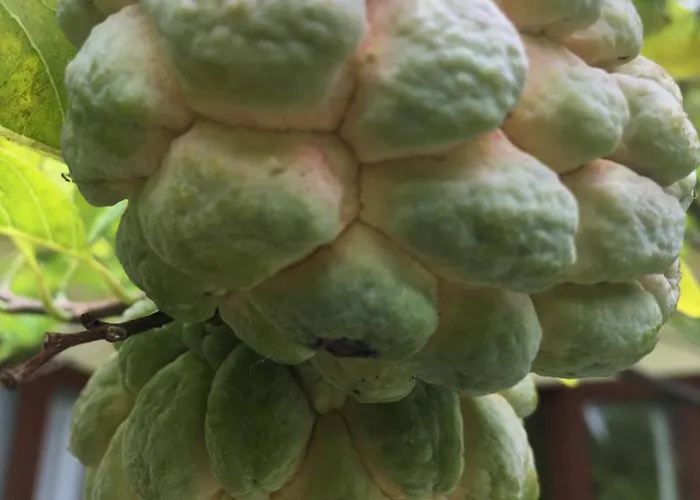 Pansiyon Kubu *